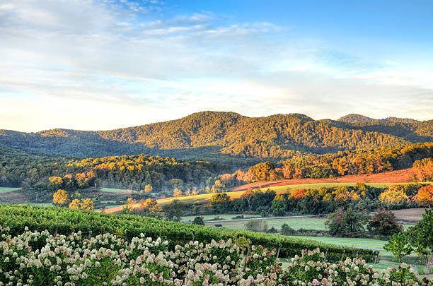 Vineyard hills and flowers during sunset in Virginia stock photo