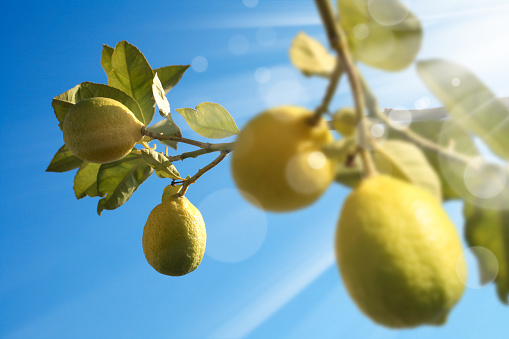 Lemon tree in the sun in the city of Obidos in Portugal. Banner