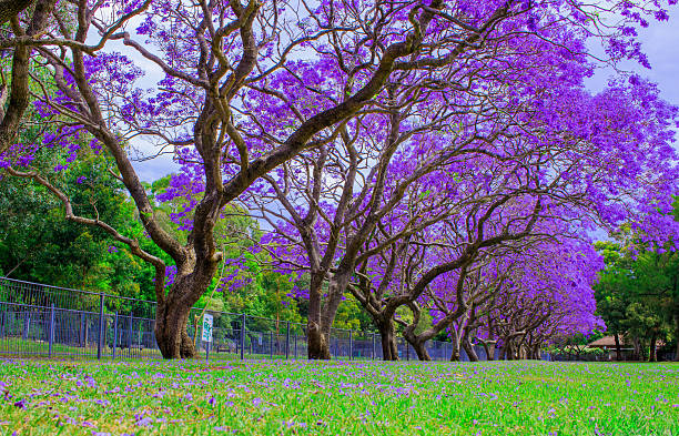 jacaranda tree on full bloom at kogarah, australia 