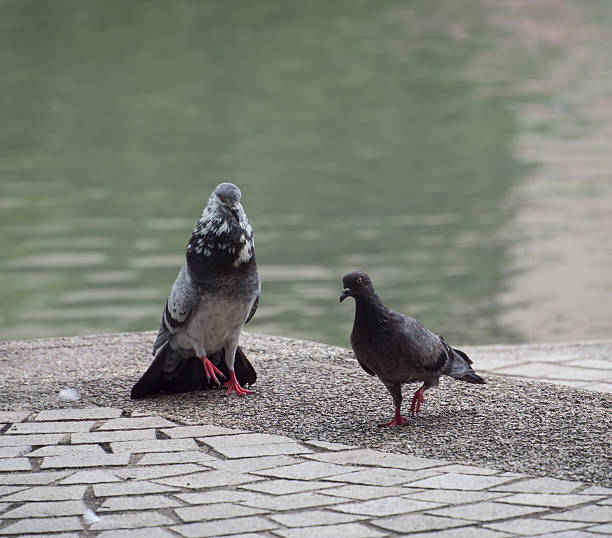 istock young male dove pigeon is ready for reproduction 623377558