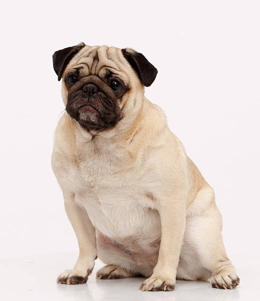 istock Pug dog isolated in white 623379296