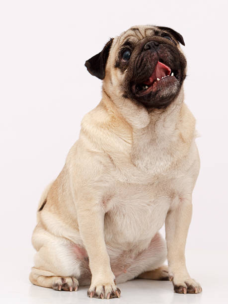 istock Pug dog isolated in white 623379298
