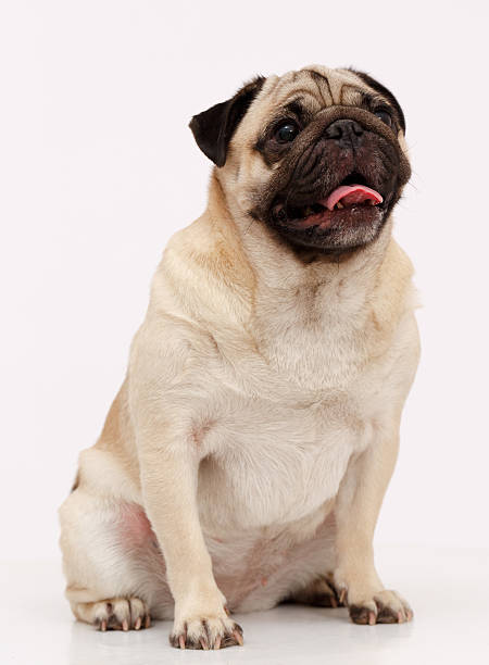 istock Pug dog isolated in white 623379488