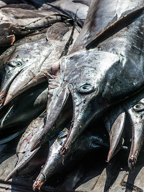 Fresh Catch Fish Seafood Marlin Gamefish Sailfish (Istiophorus platypterus) A fresh catch of Sailfish (Istiophorus platypterus) has arrived at the open air street market in Koh Lanta, Krabi, Thailand.  There are several fish.  Sailfish, also known as Billfish, are highly prized game fish and can travel at speeds of up to 100 meters in under 5 seconds.  They are similar in size to Marlin and Swordfish, which they are often mistaken for. gamefish stock pictures, royalty-free photos & images