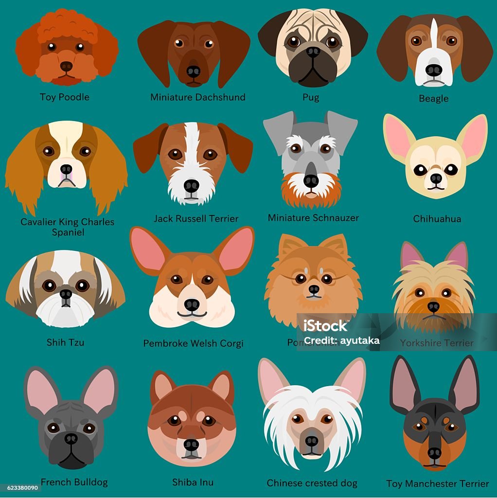 Small Dog Faces Set With Breeds Name Stock Illustration - Download ...
