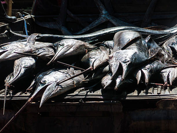 Swordfish Marlin Fish Sailfish (Istiophorus platypterus) Gamefish Seafood A fresh catch of Sailfish (Istiophorus platypterus) has arrived at the open air street market in Koh Lanta, Krabi, Thailand.  There are several fish.  Sailfish, also known as Billfish, are highly prized game fish and can travel at speeds of up to 100 meters in under 5 seconds.  They are similar in size to Marlin and Swordfish, which they are often mistaken for. gamefish stock pictures, royalty-free photos & images