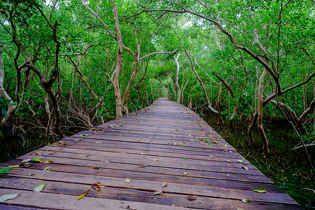 Mangrove forest with wood walkway bridge and leaves of tree.Phetchaburi ,Thailand. Photo taken on: Octuber 29, 2016