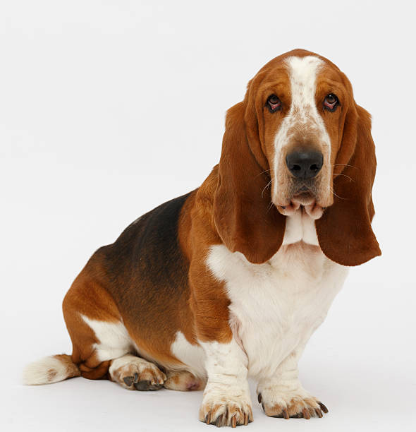 istock Dog, basset hound, isolated 623380272