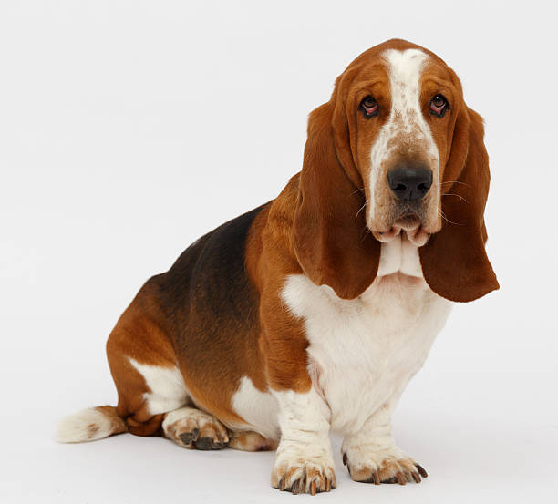 istock Dog, basset hound, isolated 623380274