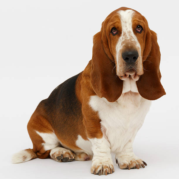 istock Dog, basset hound, isolated 623380282