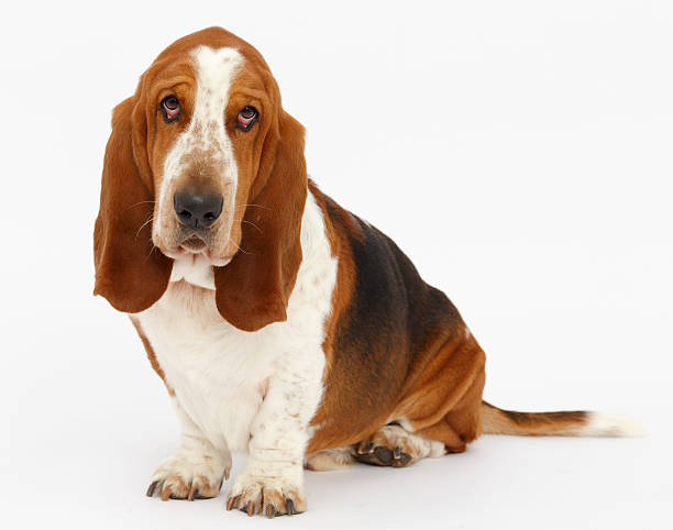 istock Dog, basset hound, isolated 623380284