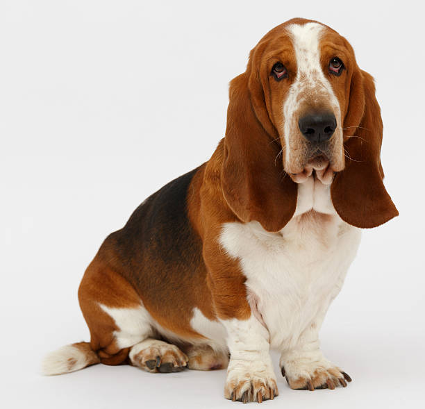 istock Dog, basset hound, isolated 623380286