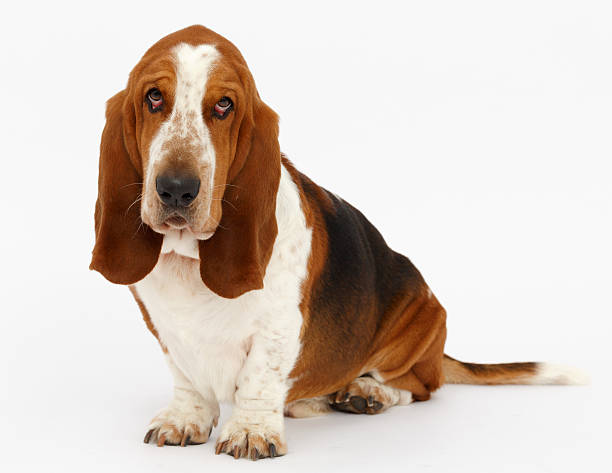 istock Dog, basset hound, isolated 623380390