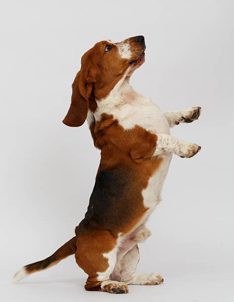 istock Dog, basset hound, isolated 623381196