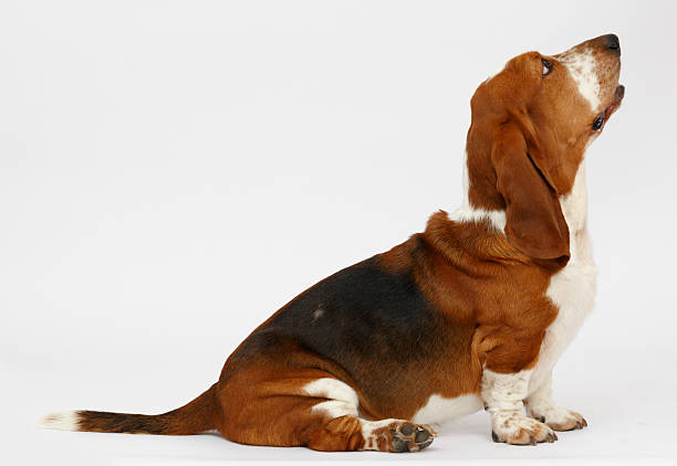 istock Dog, basset hound, isolated 623381234