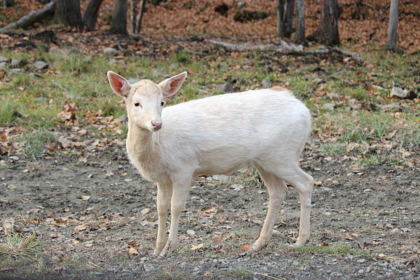 istock White Fawn - White Colored White Tailed Deer 623381362