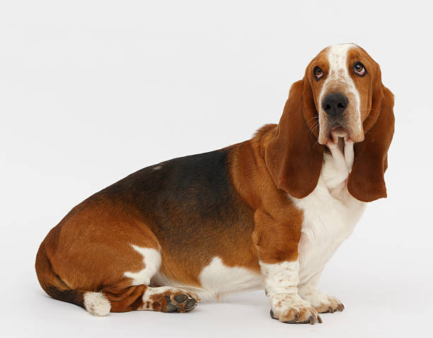 istock Dog, basset hound, isolated 623381372