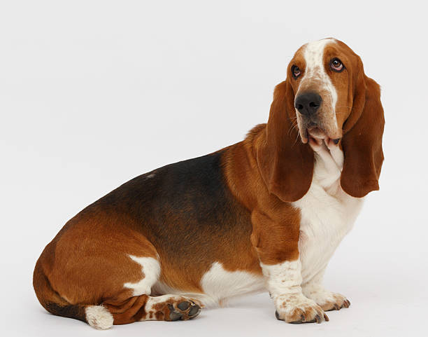 istock Dog, basset hound, isolated 623381378