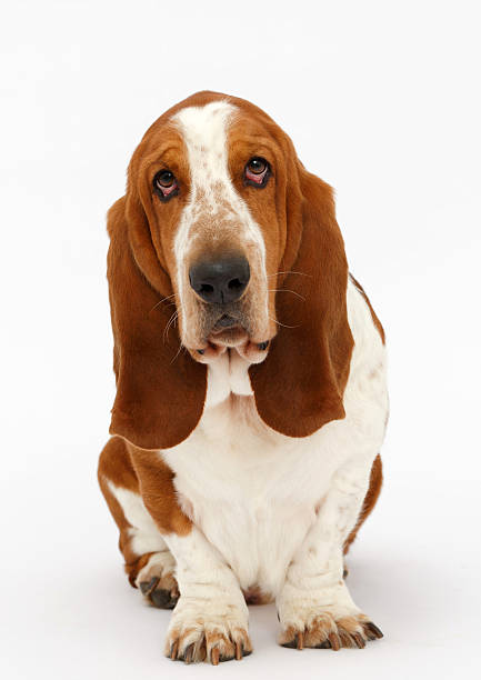 istock Dog, basset hound, isolated 623381382
