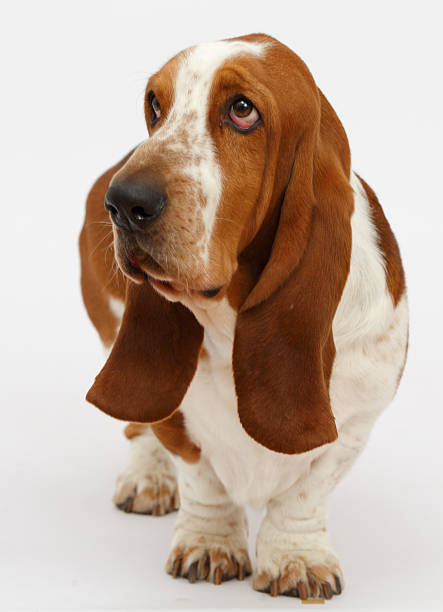 istock Dog, basset hound, isolated 623381550