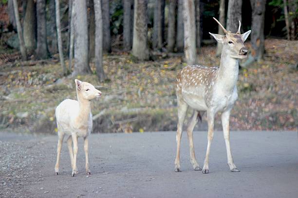 White Fawns - White Colored White Tailed Deer Interesting photo of two white fawns, one with antlers, descended from the brown white tailed deer. White deer are ordinary white-tailed deer with an extraordinary color. They are white or mostly white in color. The color is a genetic trait and is inherited but is extremely rare. The white deer are not albino, because they have brown eyes whereas the albino deer has pink eyes and nose. The older fawn has spots, despite brown white tailed fawns usually losing their spots by autumn. albino deer stock pictures, royalty-free photos & images