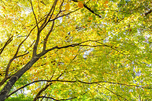 istock Beautiful Colorful Autumn Leaves 623382236