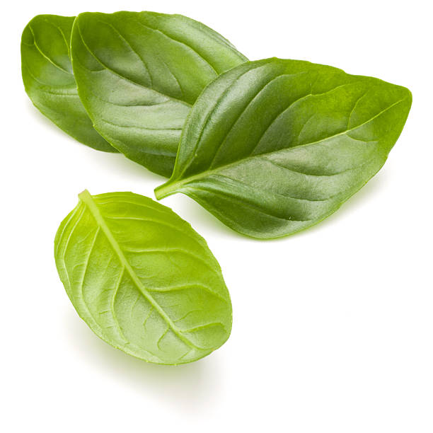 istock Sweet basil herb leaves handful isolated on white background 623382518