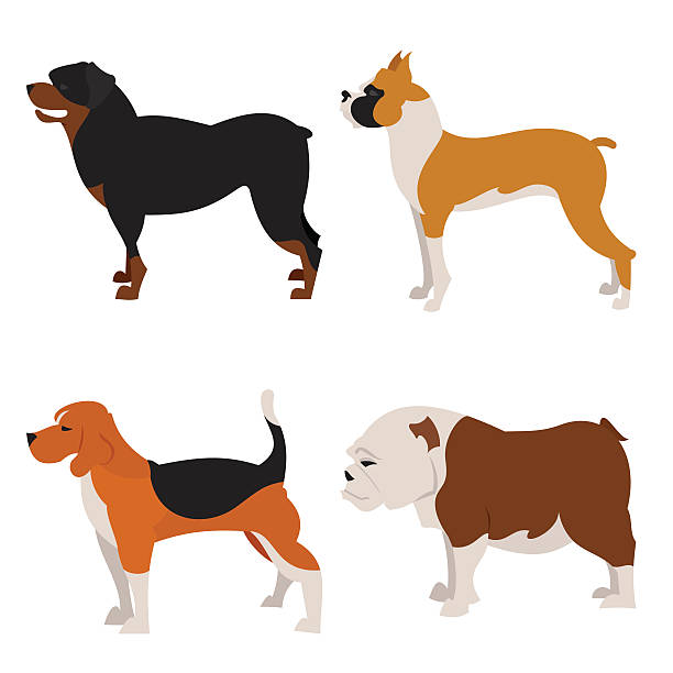 ilustrações, clipart, desenhos animados e ícones de conjunto plano de cães - boxer side view dog white background