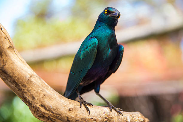 istock Bird sitting on a branch 623420960