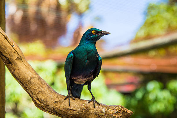 istock World of Birds Cape Town 623421258