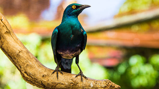 istock World of Birds Cape Town 623421336