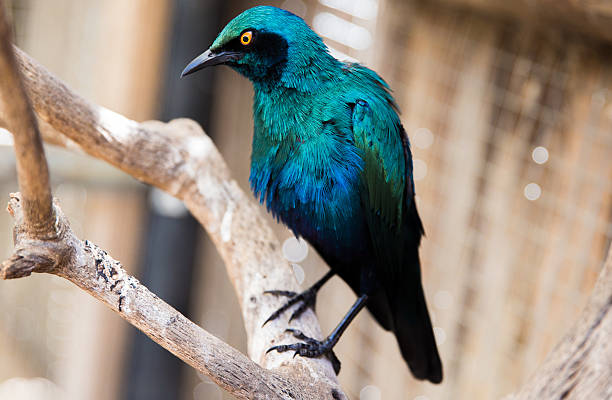 istock World of Birds Cape Town 623421634