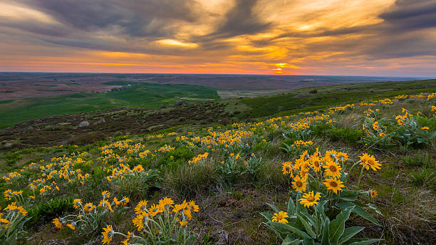 istock Yellow flowers on a hillside. Beautiful sunset 623421764