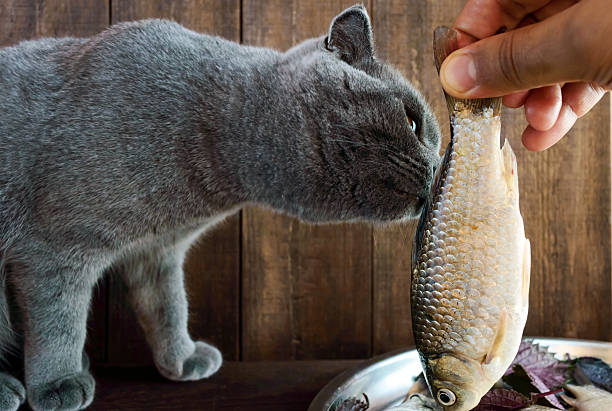 istock Hand holding a live fish (carp) and a cat 623422816