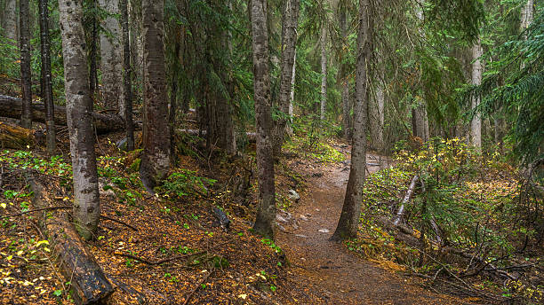istock Trail in a dense forest among logs 623423506