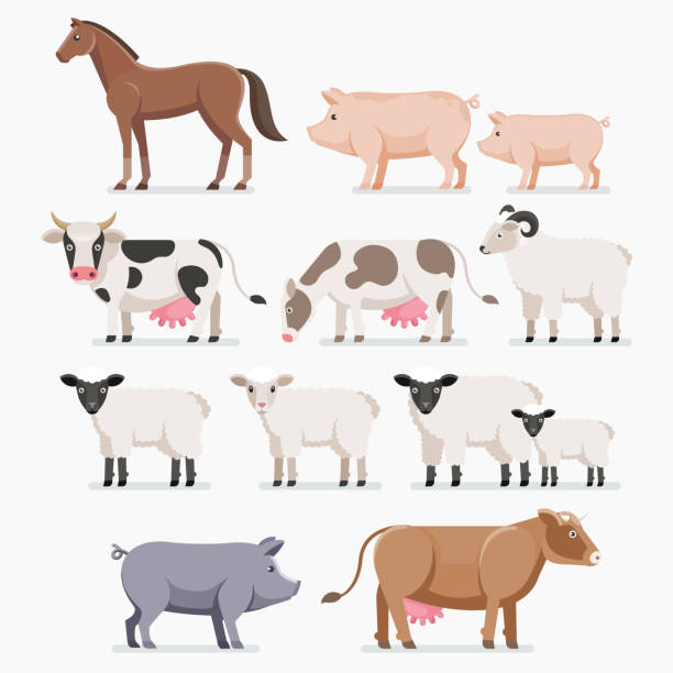 ilustraciones, imágenes clip art, dibujos animados e iconos de stock de conjunto de granjas de animales. el cerdo de caballo vaca cabra y oveja. - cartoon cow cute vector