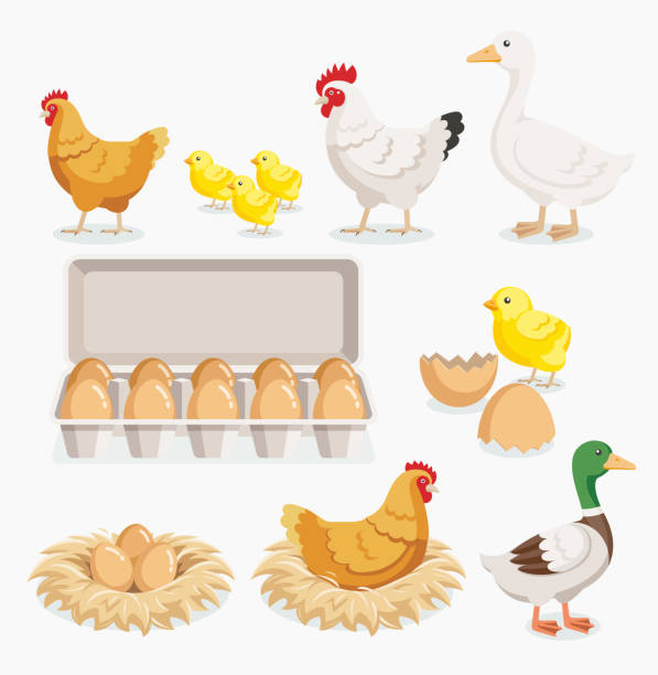 Chicken duck chick and chicken eggs on the nests. Chicken duck chick egg packaging and chicken eggs on the nests.  chicken bird illustrations stock illustrations