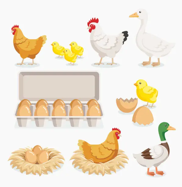 Vector illustration of Chicken duck chick and chicken eggs on the nests.