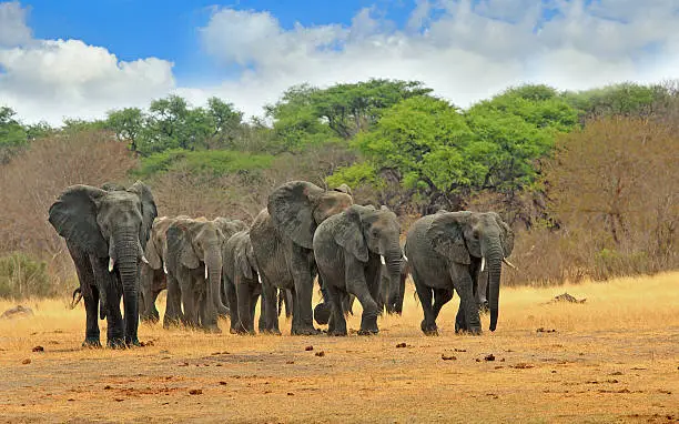 Photo of Elephants walking across the plains with natural blue cloudy sky