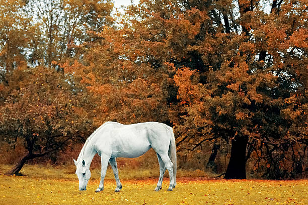 Gray horse eating grass in the meadow