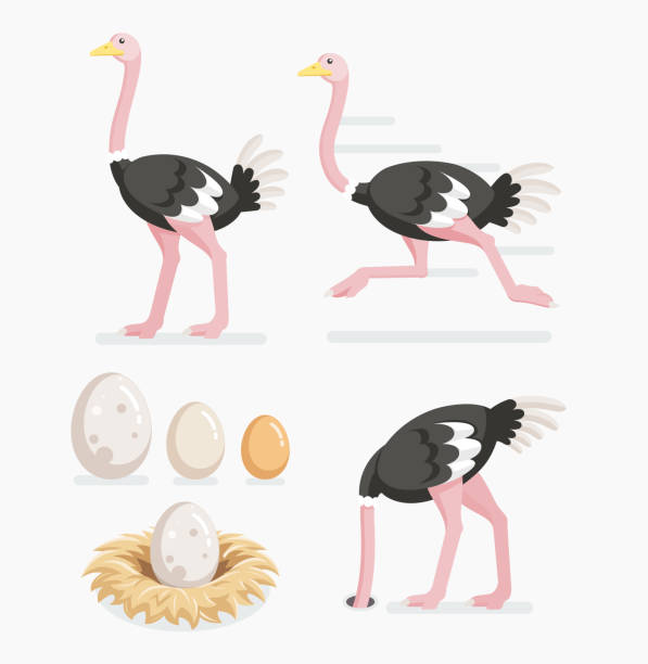 둥지에 타조와 타조 계란. - eggs animal egg celebration feather stock illustrations