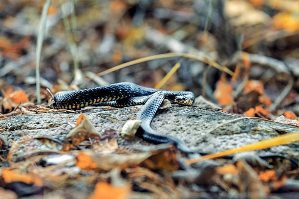 istock Little snake Natrix basking on a rock in autumn 623433854