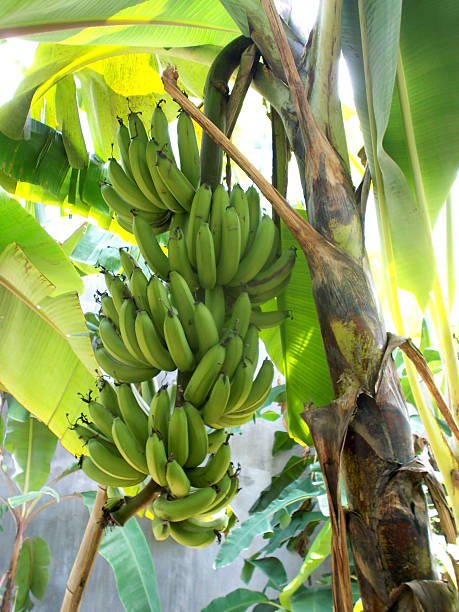 istock Green banana at the tree 623434624