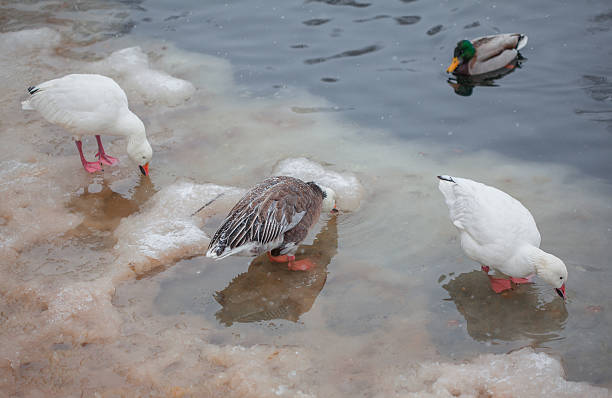 istock birds on frozen lake 623435178