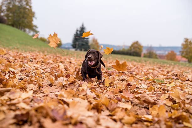 Chocolate Labrador Retriever sitting in the Park. Autumn leaves in Background
