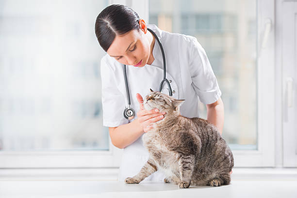 Veterinarian examining teeth of a cute black cat during checkup stock photo