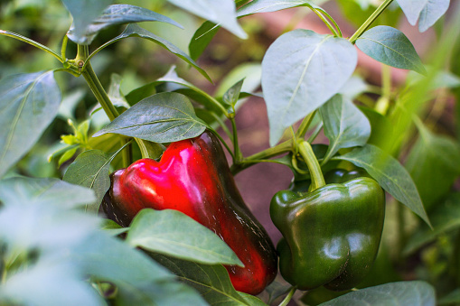 Green and red bell pepper growing in garden