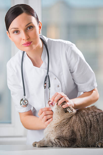 istock Veterinarian examining teeth of a cute black cat during checkup 623438482