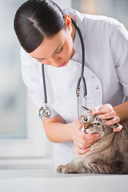 istock Veterinarian examining eyes of a cat while doing checkup at 623438696