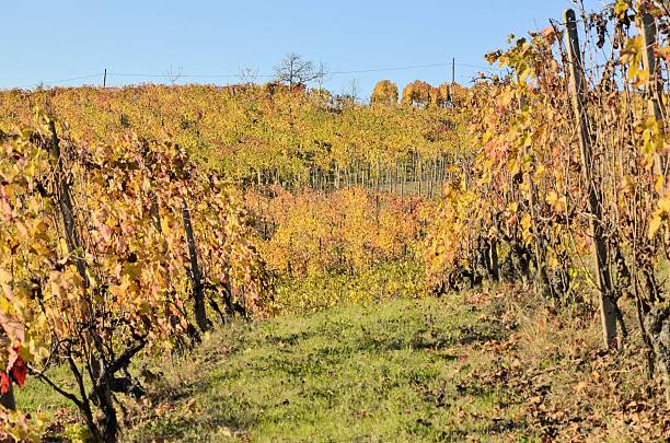 istock colored leaves of the vine 623438718
